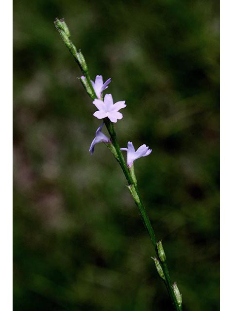 Verbena halei (Texas vervain) #67075