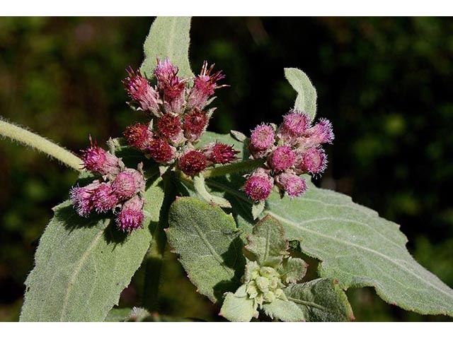 Pluchea rosea (Rosy camphorweed) #67094