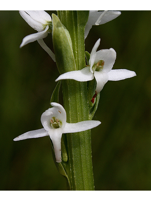 Platanthera dilatata var. dilatata (Scentbottle) #88335