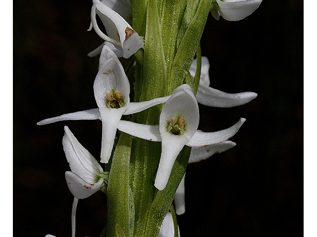 Platanthera dilatata var. dilatata (Scentbottle) #88337