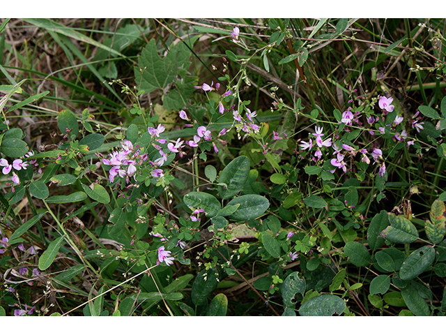 Lespedeza frutescens (Shrubby lespedeza) #88357