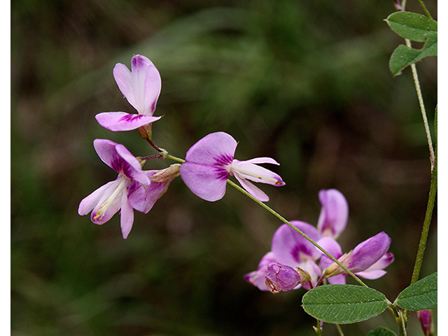 Lespedeza frutescens (Shrubby lespedeza) #88358