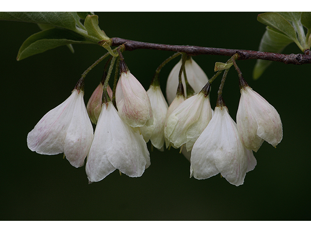 Halesia carolina (Carolina silverbell) #88380