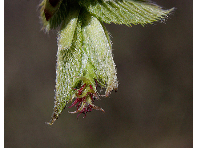 Ostrya virginiana (Eastern hop-hornbeam) #88398