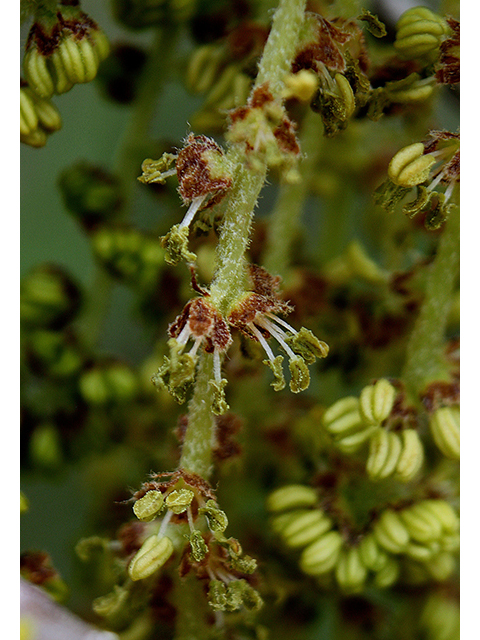 Quercus prinoides (Dwarf chinkapin oak) #88417