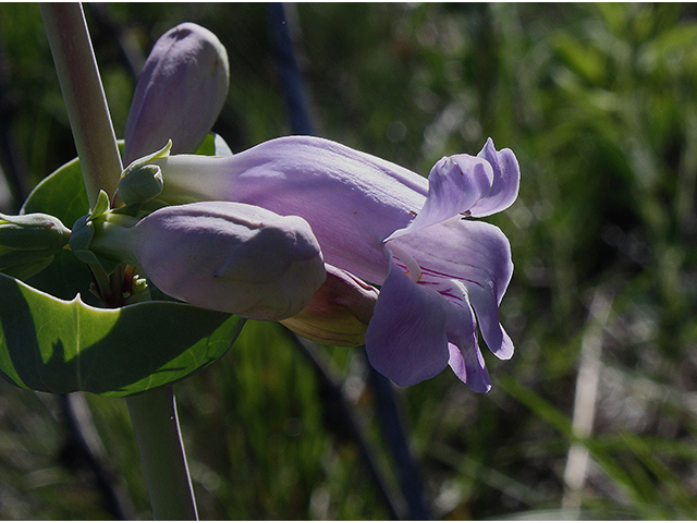 Penstemon grandiflorus (Large penstemon) #88420