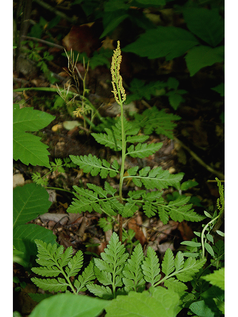 Botrychium rugulosum (Ternate grapefern) #88426