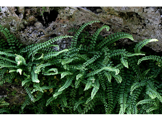 Asplenium trichomanes (Maidenhair spleenwort) #88431