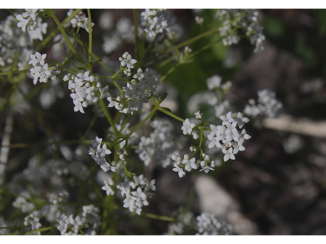 Galium palustre (Common marsh bedstraw) #88435