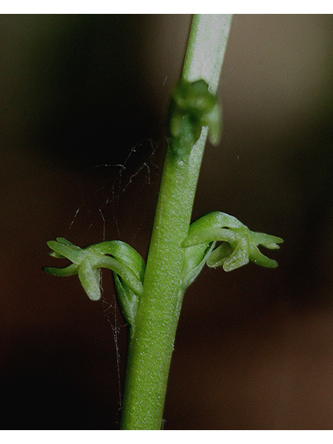 Piperia unalascensis (Slender-spire orchid) #88443