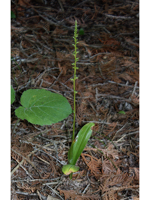 Piperia unalascensis (Slender-spire orchid) #88444