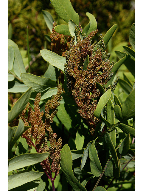 Osmunda regalis (Royal fern) #88450