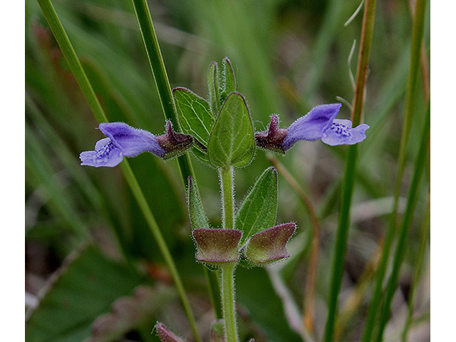 Scutellaria parvula (Small skullcap) #88466