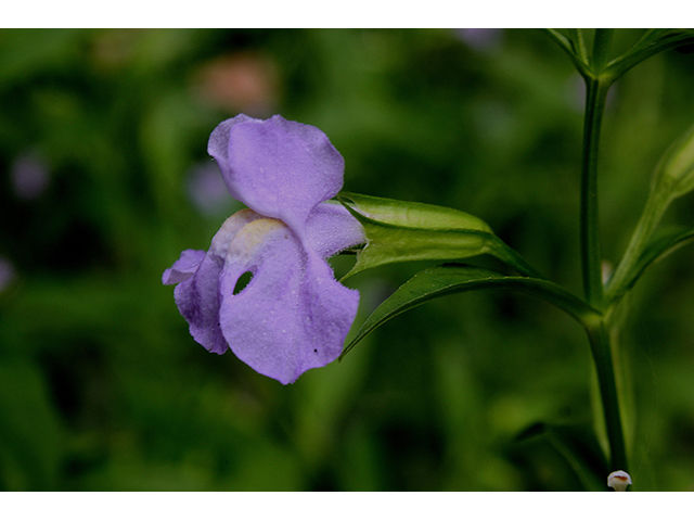 Mimulus alatus (Sharpwing monkeyflower) #88486