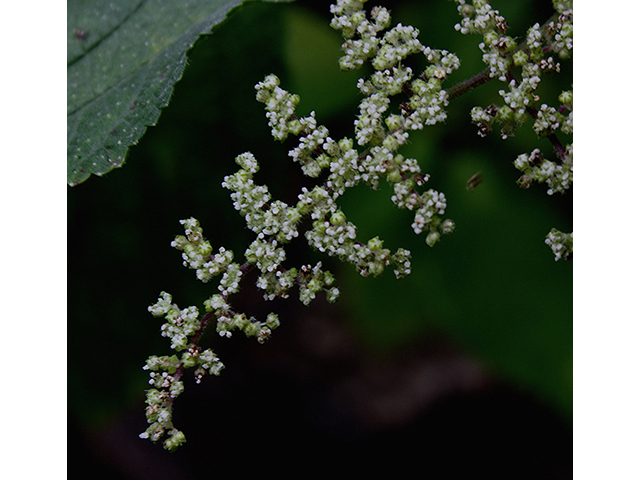 Laportea canadensis (Canadian woodnettle) #88494