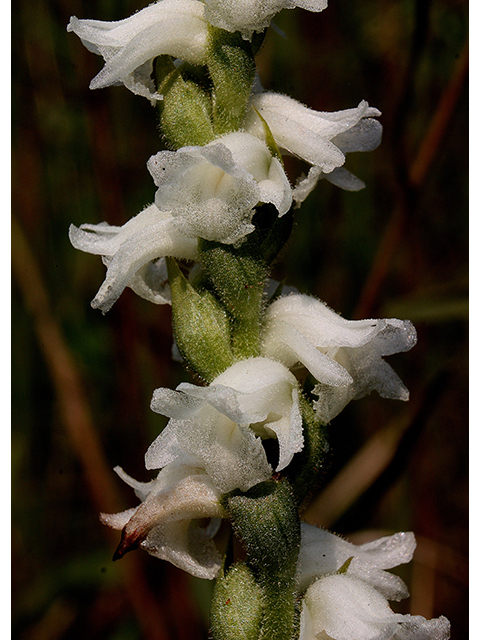 Spiranthes arcisepala (Appalachian ladies' tresses) #88500