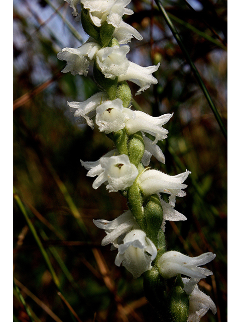 Spiranthes arcisepala (Appalachian ladies' tresses) #88501