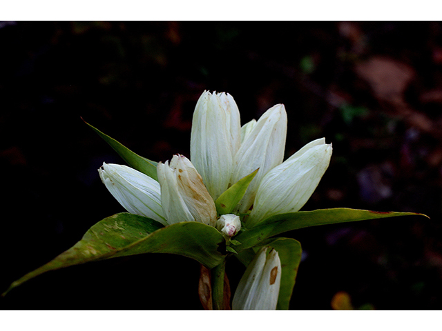 Gentiana alba (Plain gentian) #88510