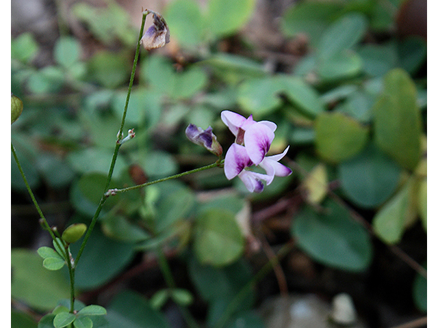 Lespedeza procumbens (Trailing lespedeza) #88516