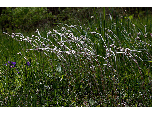 Antennaria neglecta (Field pussytoes) #88519