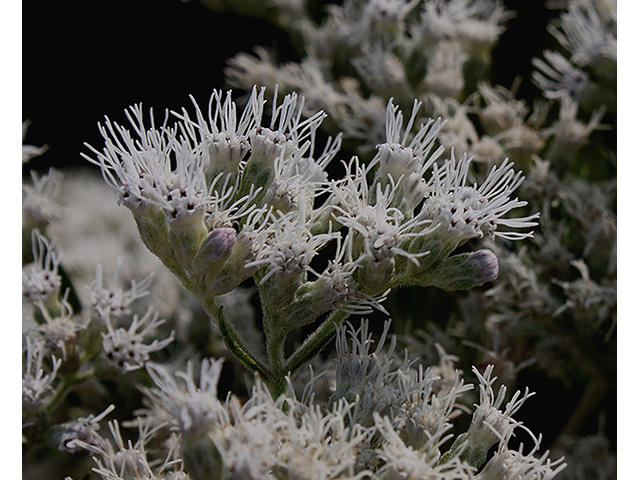 Eupatorium serotinum (White boneset) #88566