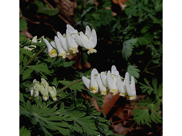 Dicentra cucullaria (Dutchman's breeches) #88577