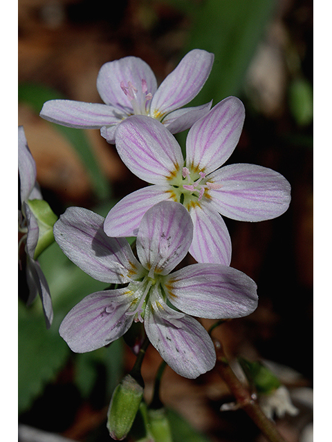 Claytonia virginica (Virginia springbeauty) #88579