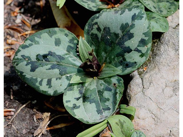 Trillium delicatum (Ocmulgee trillium) #88619