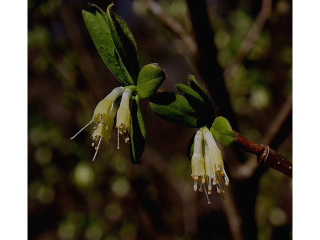 Dirca palustris (Eastern leatherwood) #88631