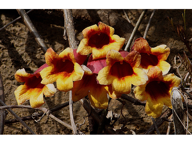 Bignonia capreolata (Crossvine) #88654