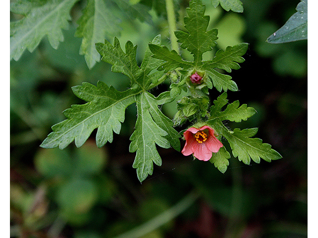 Modiola caroliniana (Carolina bristlemallow) #90234