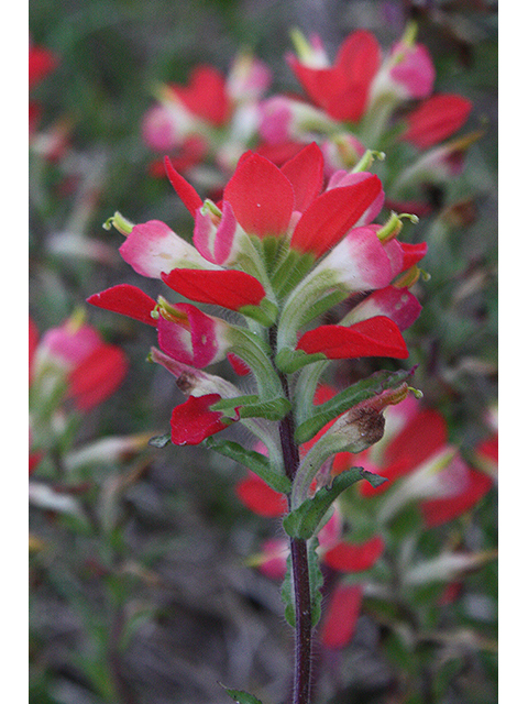 Castilleja indivisa (Texas indian paintbrush) #90245