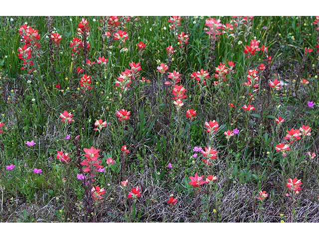 Castilleja indivisa (Texas indian paintbrush) #90246