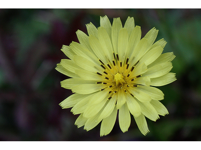 Pyrrhopappus pauciflorus (Smallflower desert-chicory) #90250