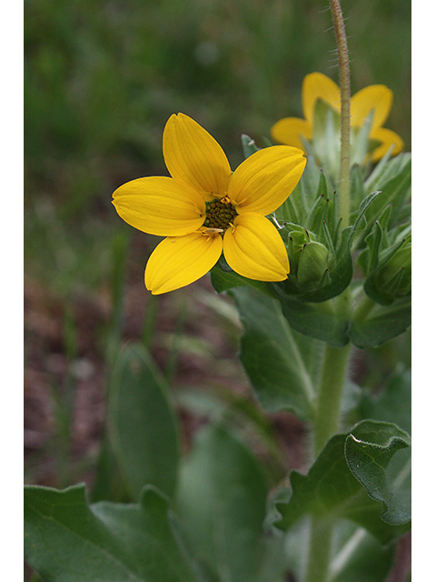 Lindheimera texana (Texas yellowstar) #90273