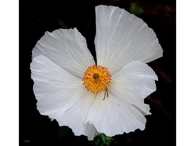 Argemone albiflora (Bluestem pricklypoppy) #90279