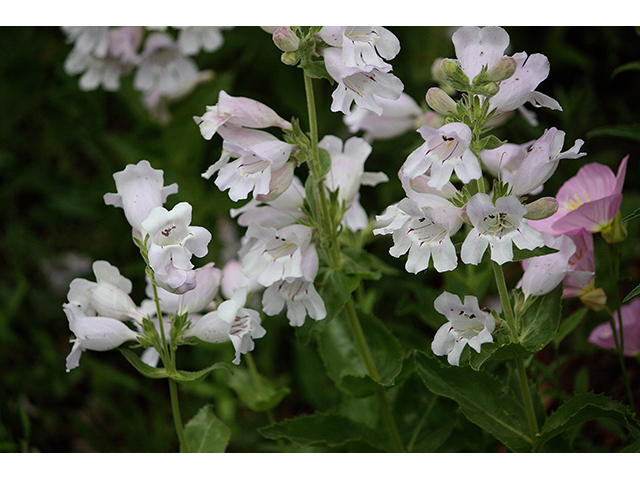 Penstemon cobaea (Prairie penstemon) #90297