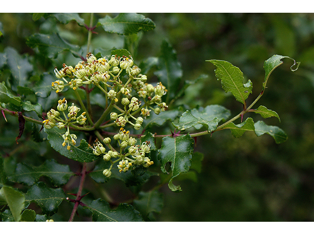 Zanthoxylum hirsutum (Texas hercules' club) #90331