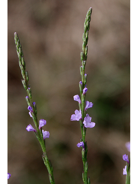 Verbena halei (Texas vervain) #90337