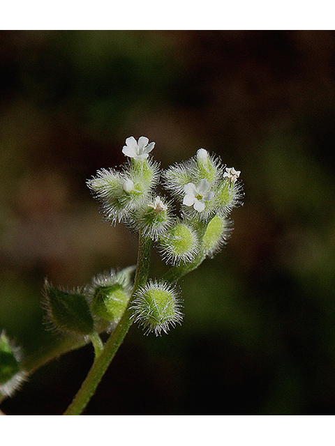 Myosotis macrosperma (Largeseed forget-me-not) #90361