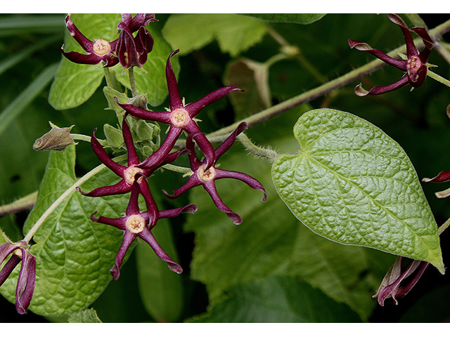 Matelea obliqua (Limerock milkvine) #90376