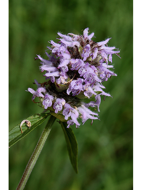 Blephilia ciliata (Downy pagoda-plant) #90377