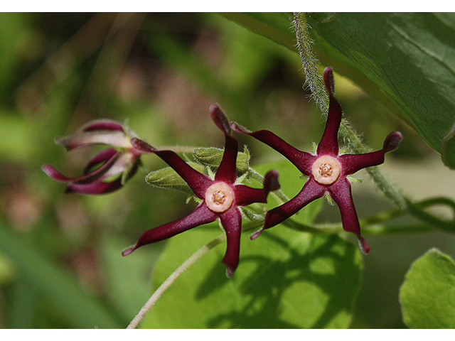 Matelea obliqua (Limerock milkvine) #90379