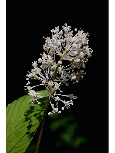 Ceanothus americanus (New jersey tea) #90383