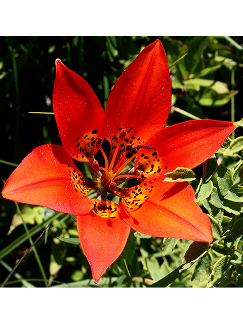 Lilium philadelphicum (Wood lily) #90388