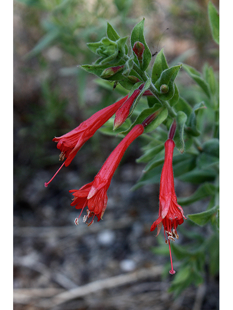 Epilobium canum (Hummingbird trumpet) #90413