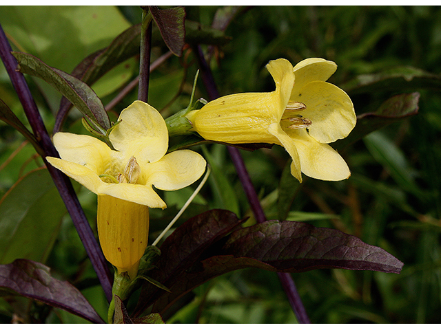 Aureolaria flava (Smooth yellow false foxglove) #90438