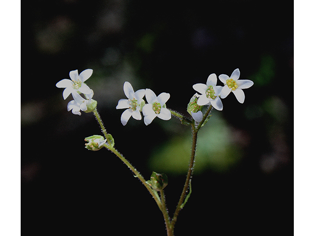 Saxifraga virginiensis var. virginiensis (Early saxifrage) #90453