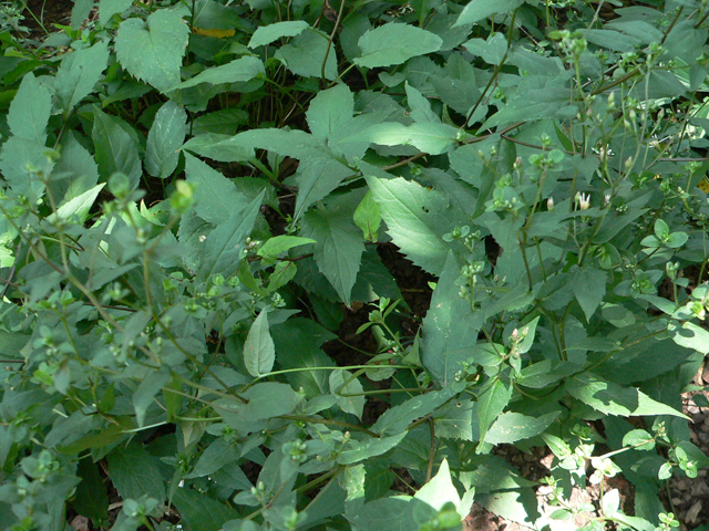 Eurybia divaricata (White wood aster) #33326