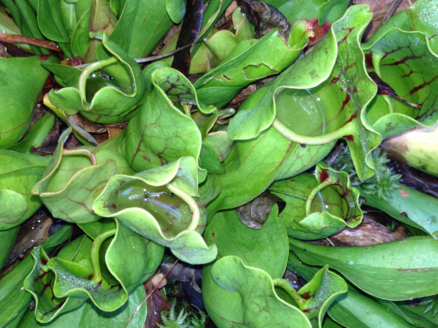 Sarracenia purpurea var. montana (Southern appalachian purple pitcherplant) #36274